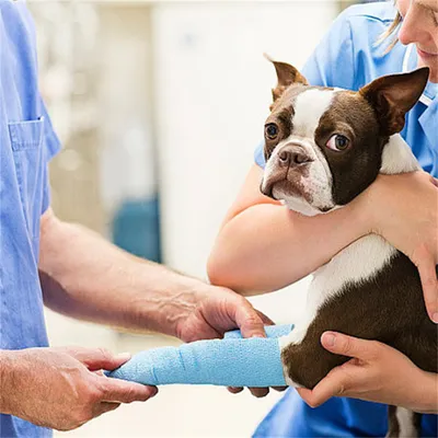 Pawzy Bandage auto - adhésif pour animaux de compagnie 3 articles