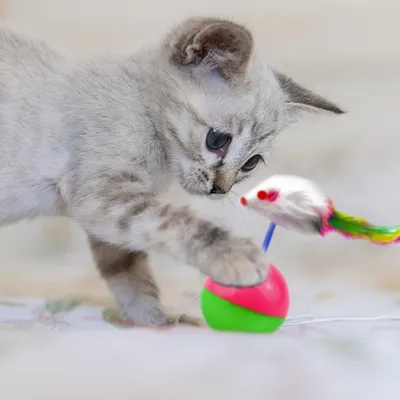 Pawzy Jouets interactifs pour chat