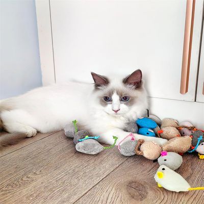 Pawzy Souris en peluche pour chat