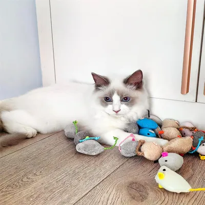 Pawzy Souris en peluche pour chat