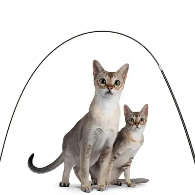 Pawzy Baton pour divertir les chats