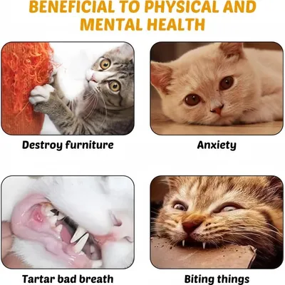 Pawzy Baton pour divertir les chats