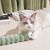 Zoomtopia Peluche chat