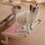 Zoomtopia Hamac de fenêtre pour chat