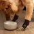 Pawzy Chaussettes anti - glissement pour chiens