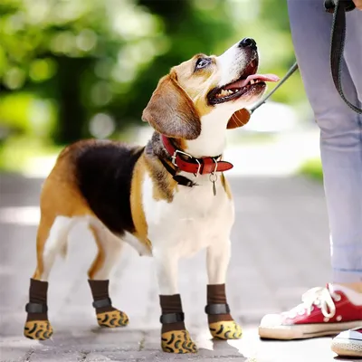 Pawzy Chaussettes anti - glissement pour chiens