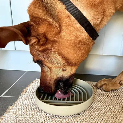 Zoomtopia  Gamelle pour chien slow food