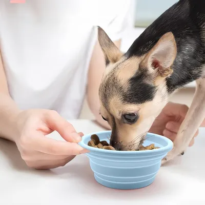 Pawzy Comedero plegable de viaje para gatos y perros
