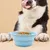 Pawzy Gamelle de voyage pliable pour chats et chiens