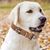 Pawzy Colliers adaptés aux petits chiens et aux chats Blanc