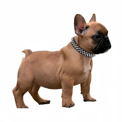 FurryFusion Collier à pointes pour chien