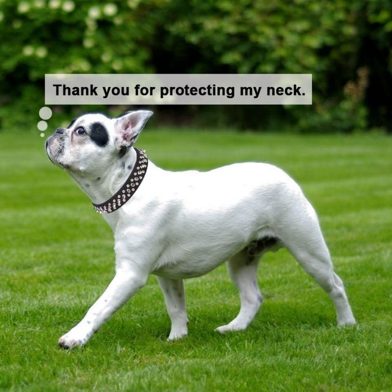 FurryFusion Collier à pointes pour chien