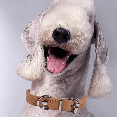 Pawzy Colliers adaptés aux petits chiens et aux chats Blanc