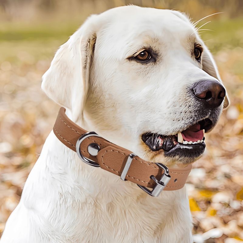 Pawzy Colliers adaptés aux petits chiens et aux chats Blanc