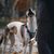 Pawzy Porte-sacs déjections canines - portable
