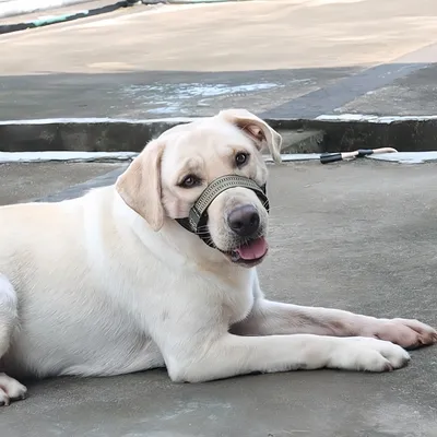 Pawzy Muselière pour chien