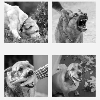 Pawzy Muselière pour chien