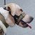 Pawzy Muselière pour chien