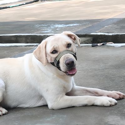 Pawzy Muselière pour chien