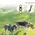 Zoomtopia Double laisse pour chien