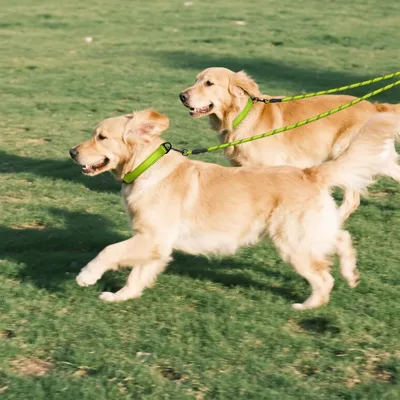 Zoomtopia Double laisse pour chien