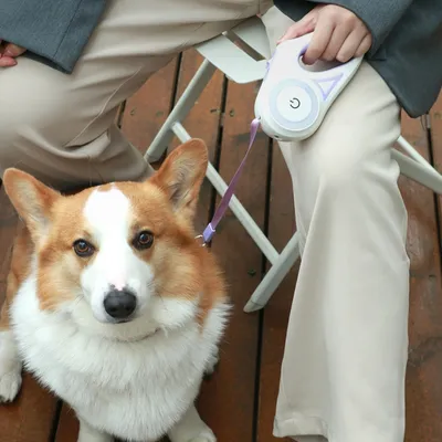 Zoomtopia Laisse rétractable lumineuse pour chien