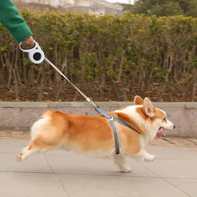 Pawzy Corde de traction pour chien de petite et moyenne taille