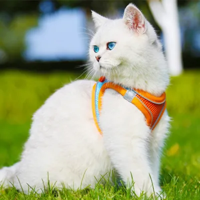 Zoomtopia Harnais pour chien