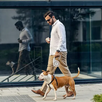 Zoomtopia  Laisse rétractable pour chien avec verrou de sécurité