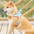 Zoomtopia Harnais ajustable pour chien