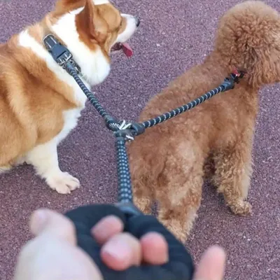 Zoomtopia Double laisse pour chien