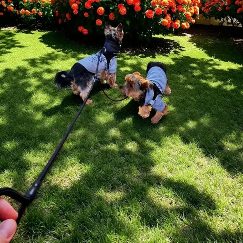 Zoomtopia Double laisse pour chien