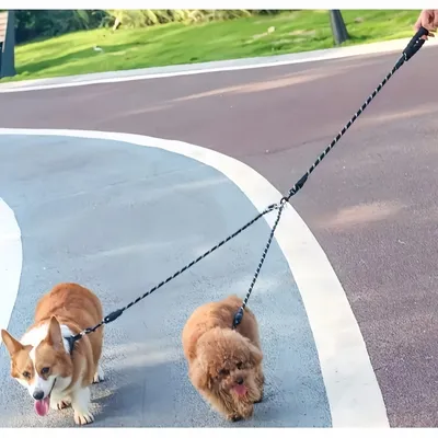 Zoomtopia Double laisse pour chien