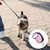 Pawzy Corde de conduite rétractable pour chien