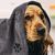 Zoomtopia Quatre serviettes de bain douces pour chien