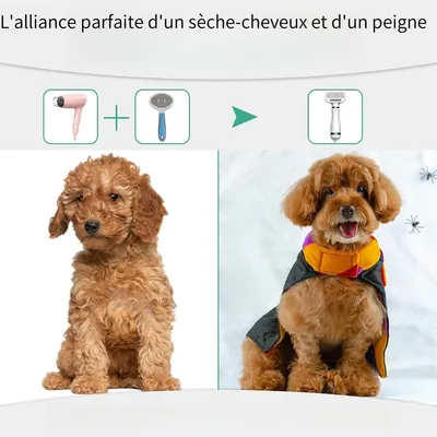 Pawzy Peigne à air chaud pour animaux de compagnie