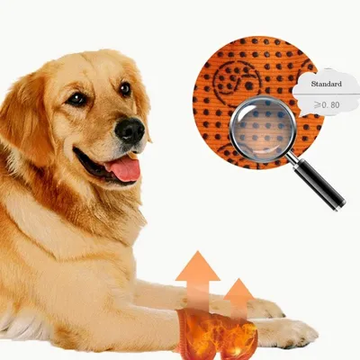 ZooVenture Protège - pattes pour chien