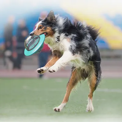 Zoomtopia Jouet interactif pour chien