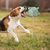 Pawzy Ballon foot interactif pour chien - durable et résistant