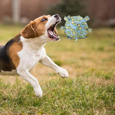 Pawzy Ballon foot interactif pour chien - durable et résistant