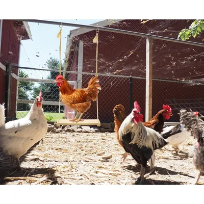 ZooVenture Lot de deux jouets - balançoires pour poules