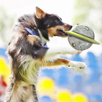 Zoomtopia Balle distributrice de friandises pour animaux