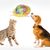 Zoomtopia Balle distributrice de friandises pour animaux