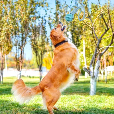 UAMLY Jouet Chien Corde, Balle en Caoutchouc avec Corde