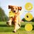 UAMLY Jouets Anti-Stress pour Chien