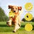 UAMLY Jouets Anti-Stress pour Chien