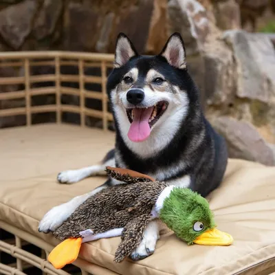 Pawzy Jouets en peluche pour chien