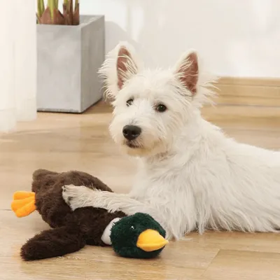 Pawzy Jouets en peluche pour chien