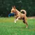 UAMLY Mâcher Corde Jouets pour Jeux Chiens