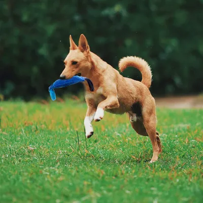 UAMLY Mâcher Corde Jouets pour Jeux Chiens